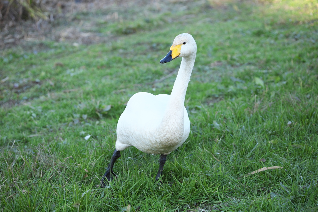 城沼の白鳥さん♪4