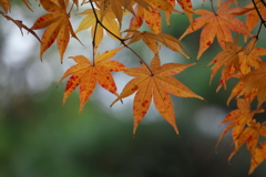 鑁阿寺・紅葉の頃♪17