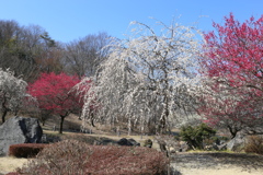 万葉庭園の梅♪1