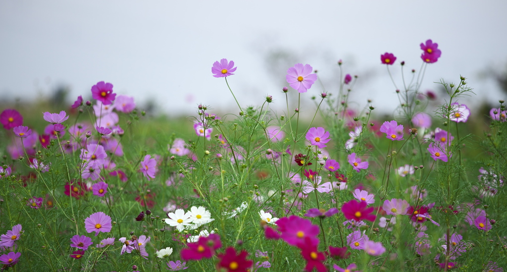 優しく咲いて♪7