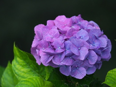 太平山の紫陽花♪1 