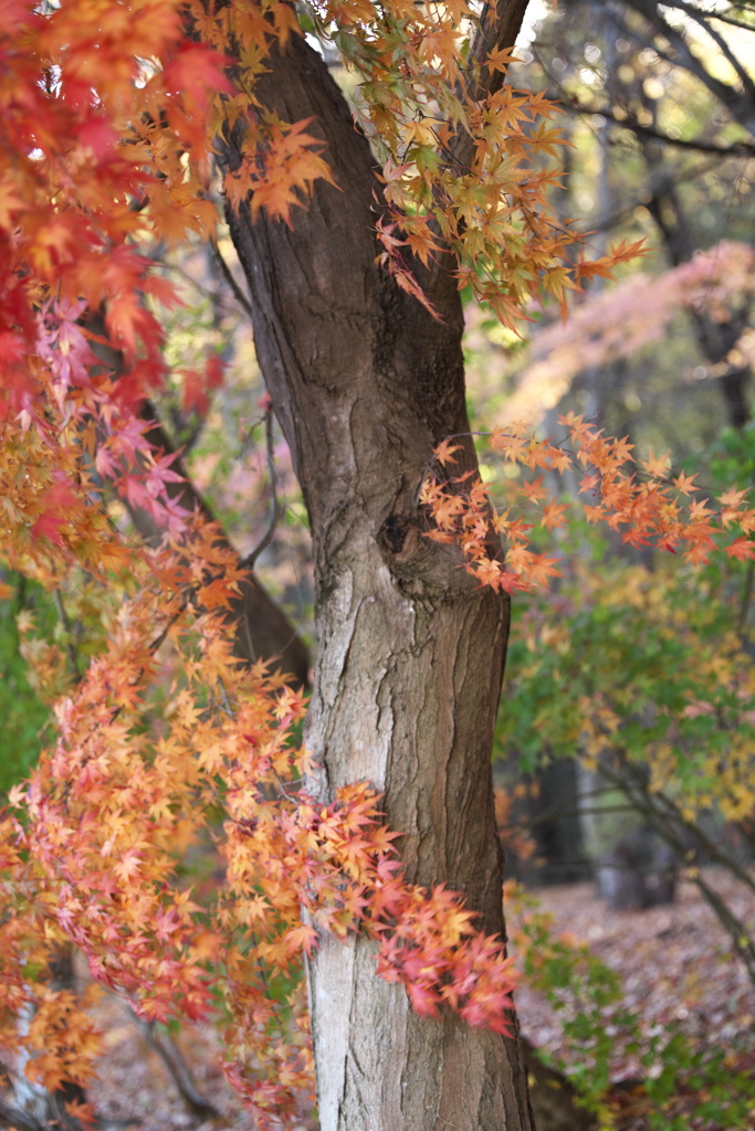 紅葉最終章♪4