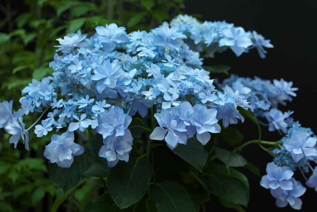 紫陽花2022♪4