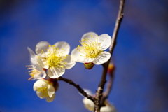早春の花♪1