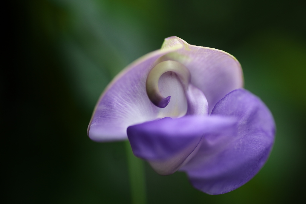 温室の花♪9