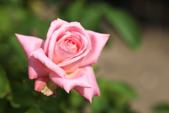 晩夏の薔薇♪5
