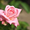 晩夏の薔薇♪5