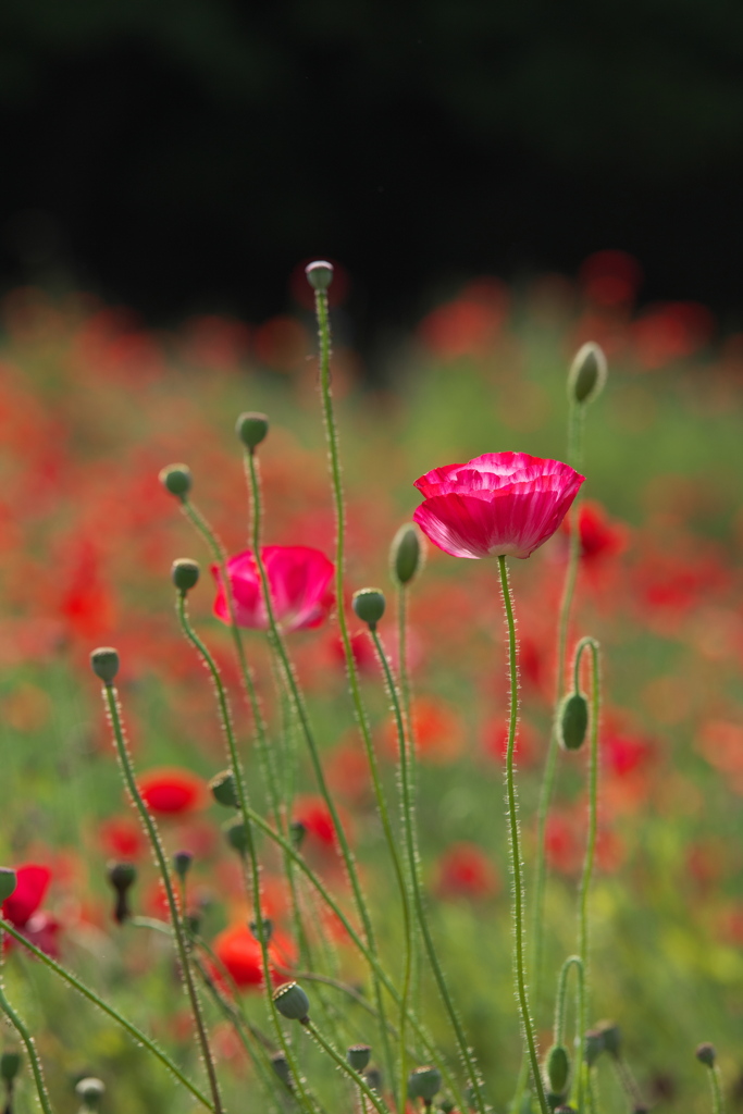 公園の花たち♪3