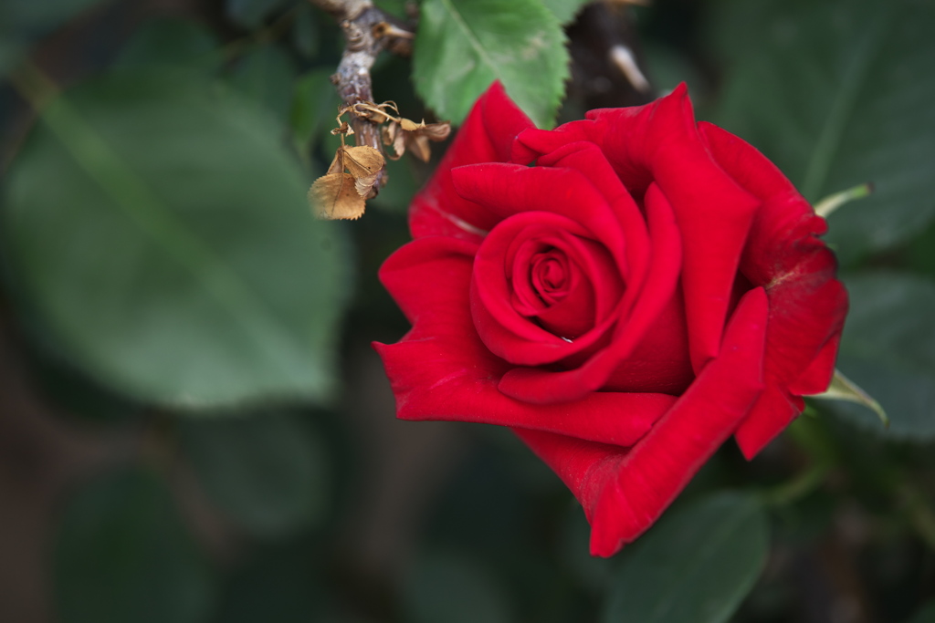 薔薇香る頃Ⅱ♪9
