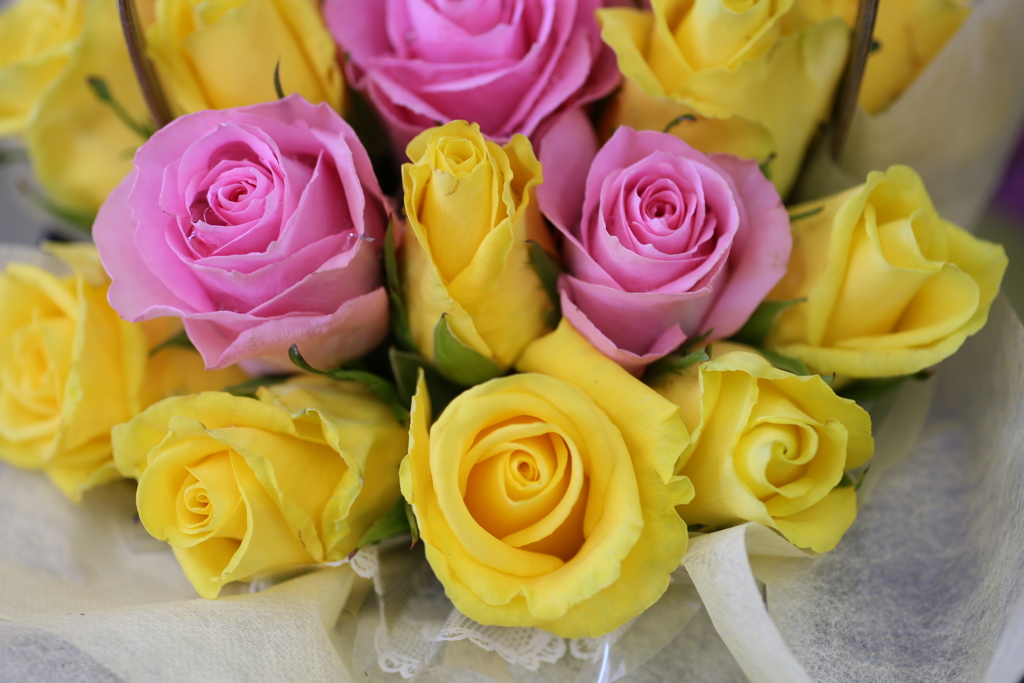 ほほえみの薔薇♪5