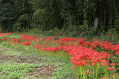 曼殊沙華♪3