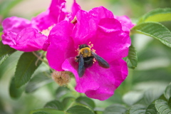 思い出の薔薇Ⅱ♪3