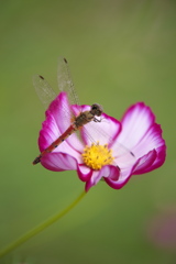 秋桜・鬼怒グリーンパーク♪1