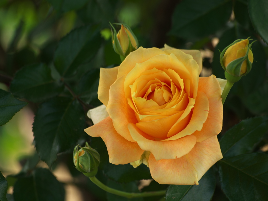 薔薇香る頃♪１