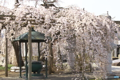 しだれ桜・西光院♪2