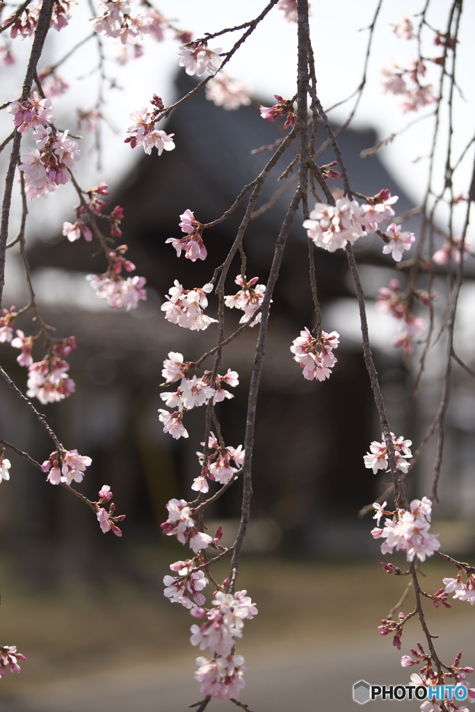 しだれ桜・西光院♪1