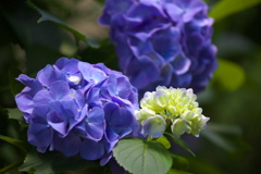 太平山の紫陽花♪1