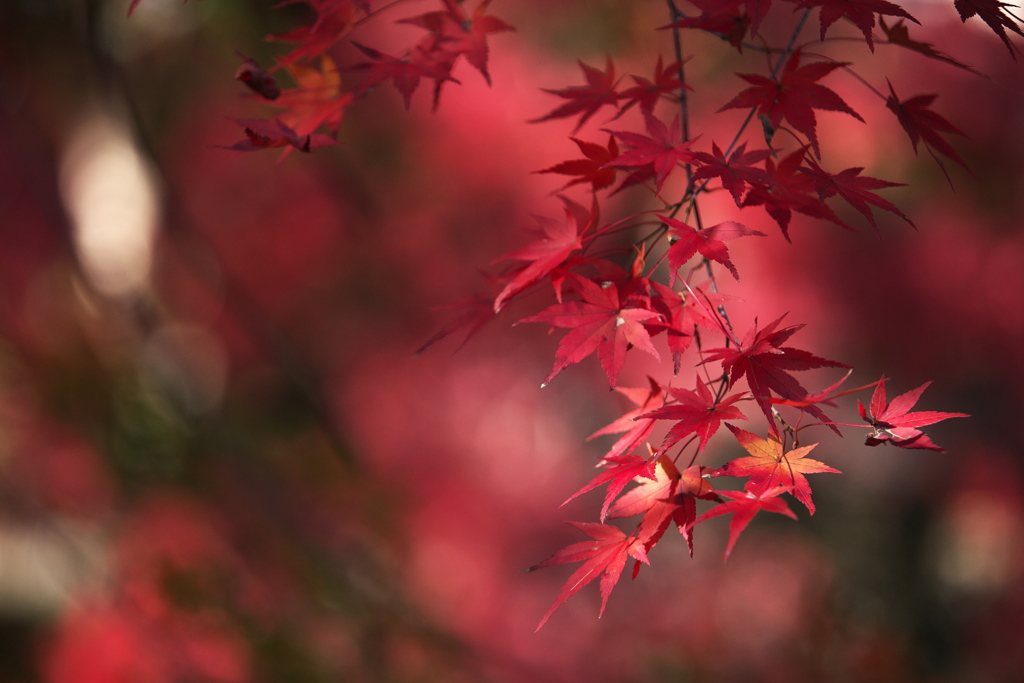 紅葉最終章♪6