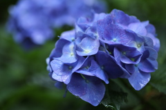 礒山神社の紫陽花♪2