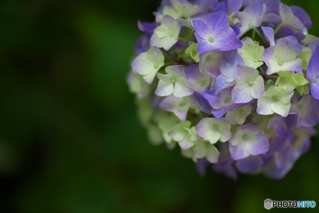 礒山神社の紫陽花♪14