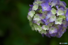 礒山神社の紫陽花♪14