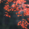 紅葉・金蔵院♪4