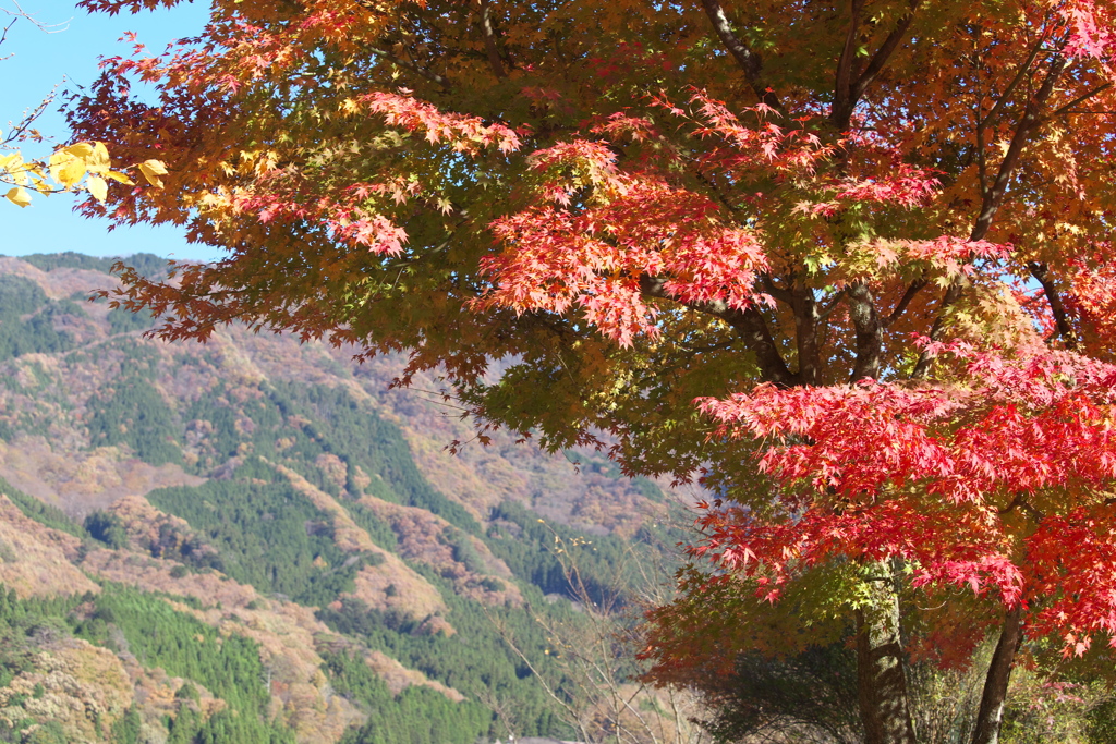 紅葉の頃・富弘美術館♪9