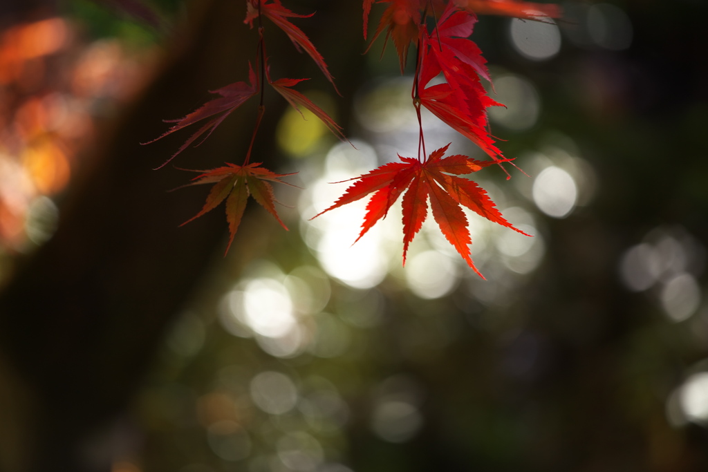 紅葉・逍遥園♪4