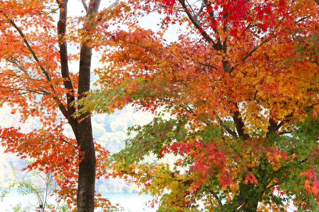 富弘美術館・紅葉♪８