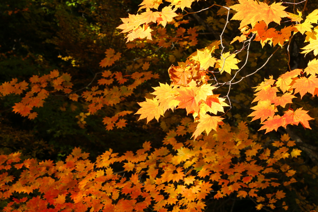 紅葉・奥日光♪20