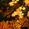 紅葉・奥日光♪20