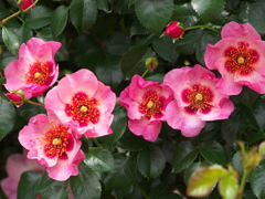 春の薔薇♪12