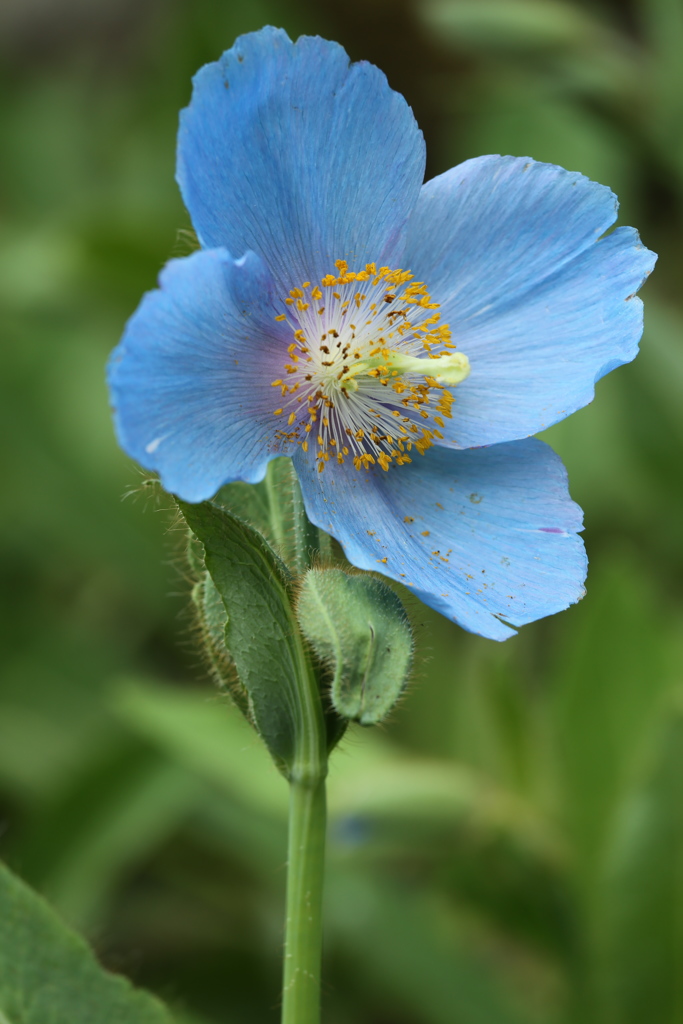 ヒマラヤの青いケシ♪2