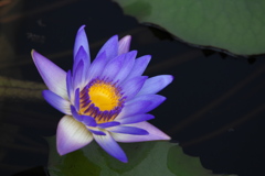 水の妖精Ⅱ♪2