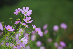 ふんわりと秋桜♪５