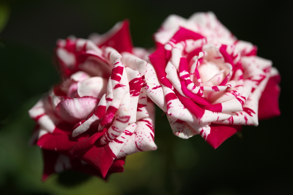秋の薔薇・とちぎ花センター♪2