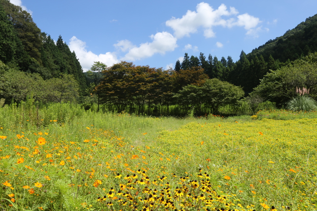 初秋の花農場♪5