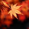 紅葉・富弘美術館♪2