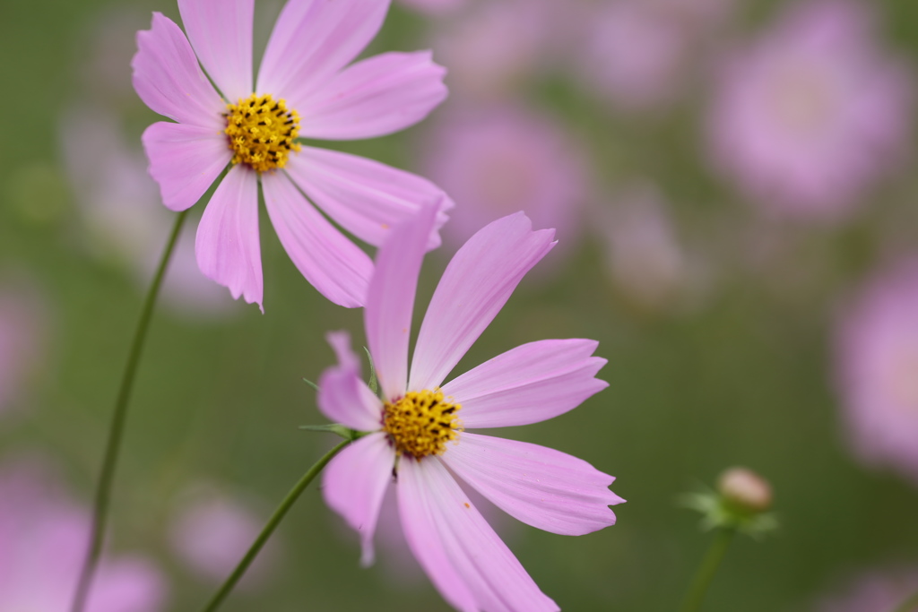 優しく揺れて♪1