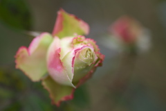 薔薇・咲き残る♪2