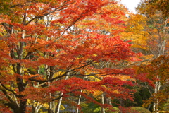 紅葉・古峯園♪4