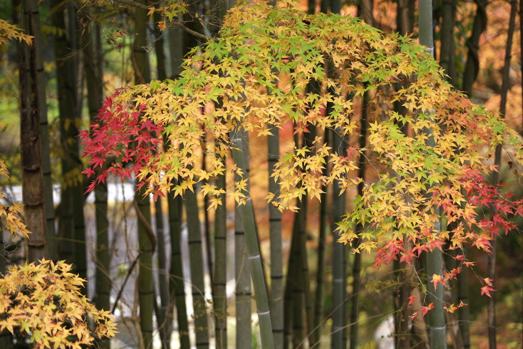 紅葉・あわの街道♪3