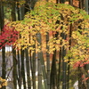 紅葉・あわの街道♪3