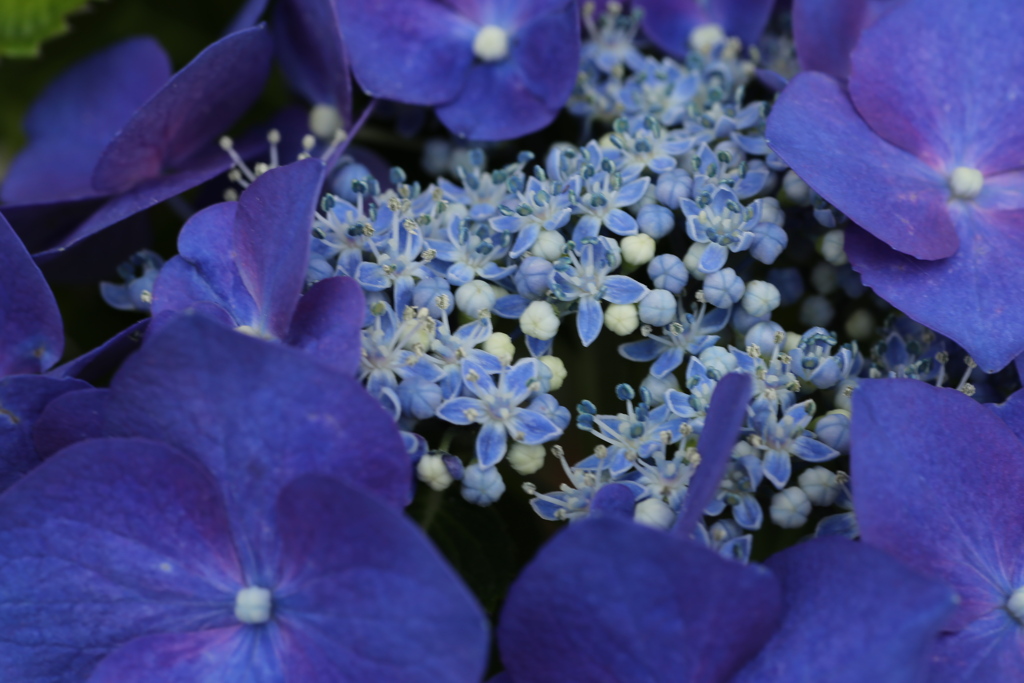 紫陽花色♪1