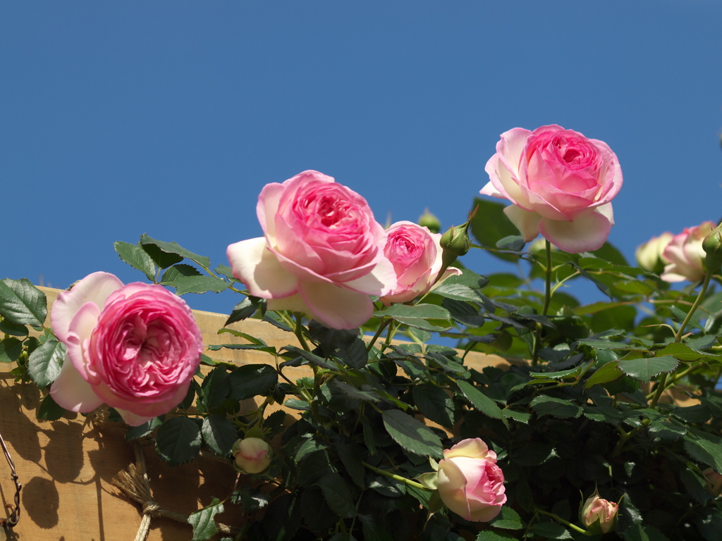 薔薇香る頃♪４