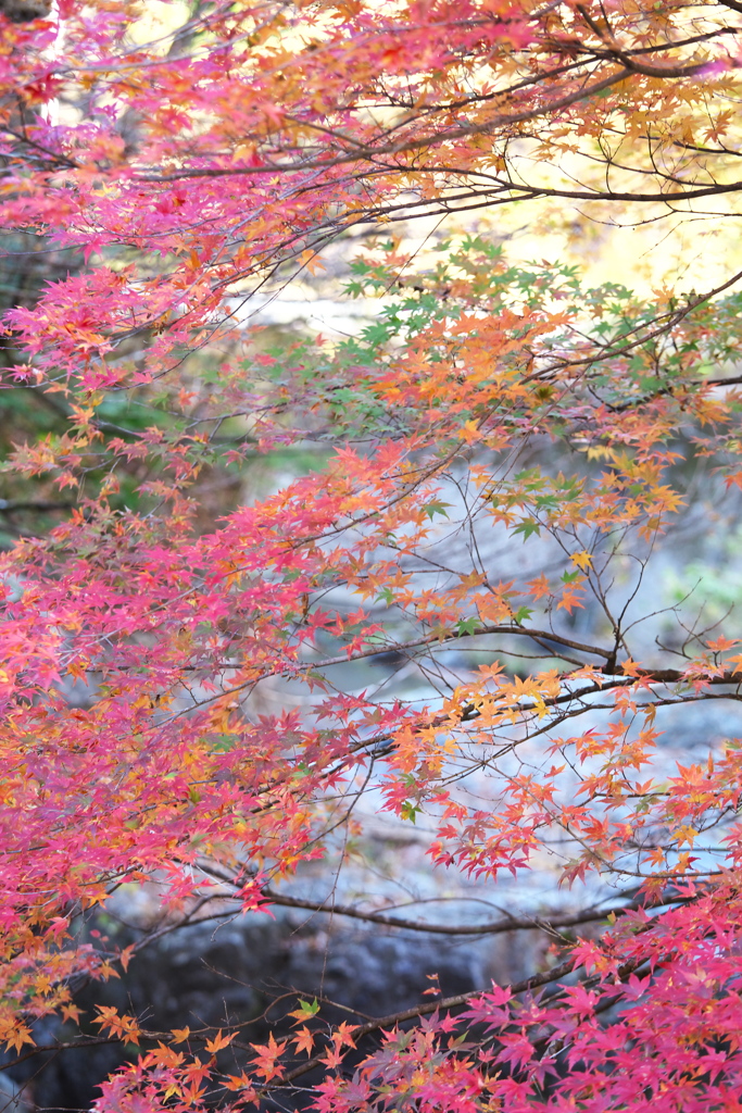 さよなら紅葉♪４