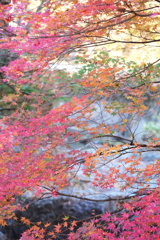 さよなら紅葉♪４