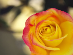 最後の薔薇ー寒風に耐えて♪2