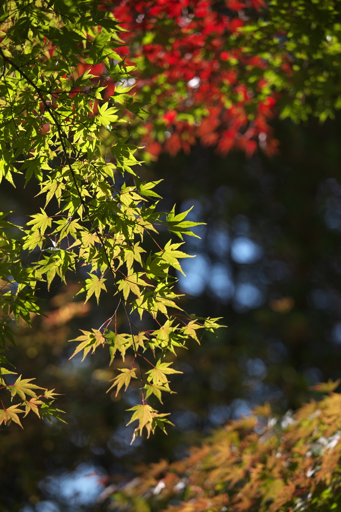 日光・田母沢御用邸記念公園♪2
