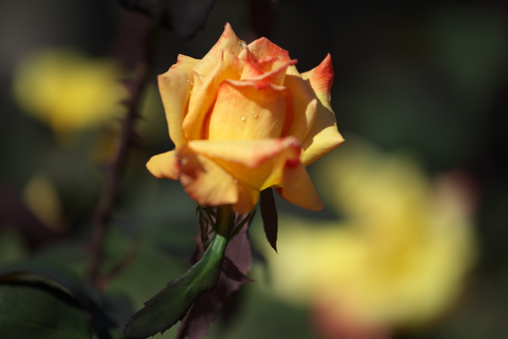 秋の薔薇・敷島公園♪10